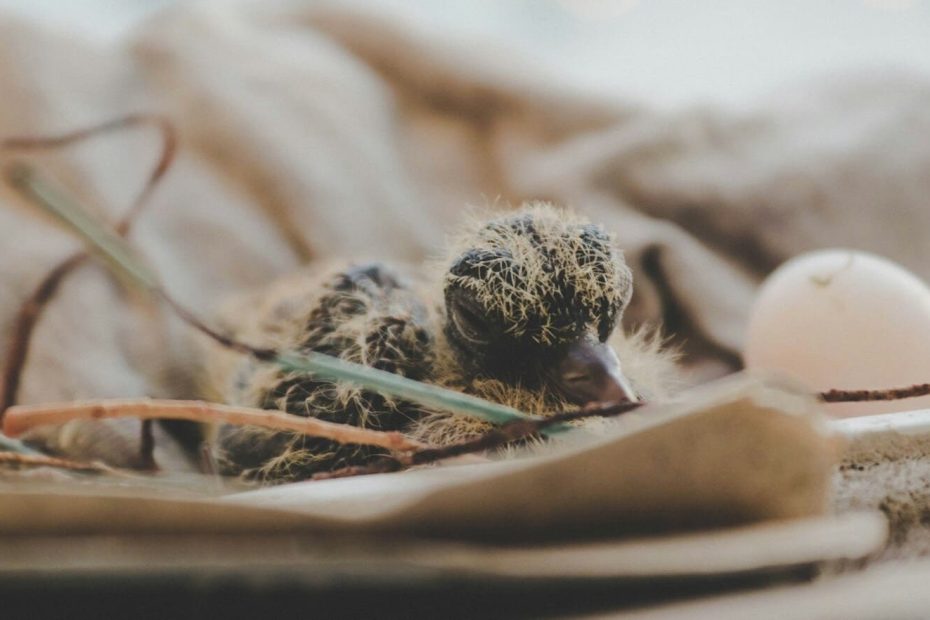 comment nourrir un bébé pigeon