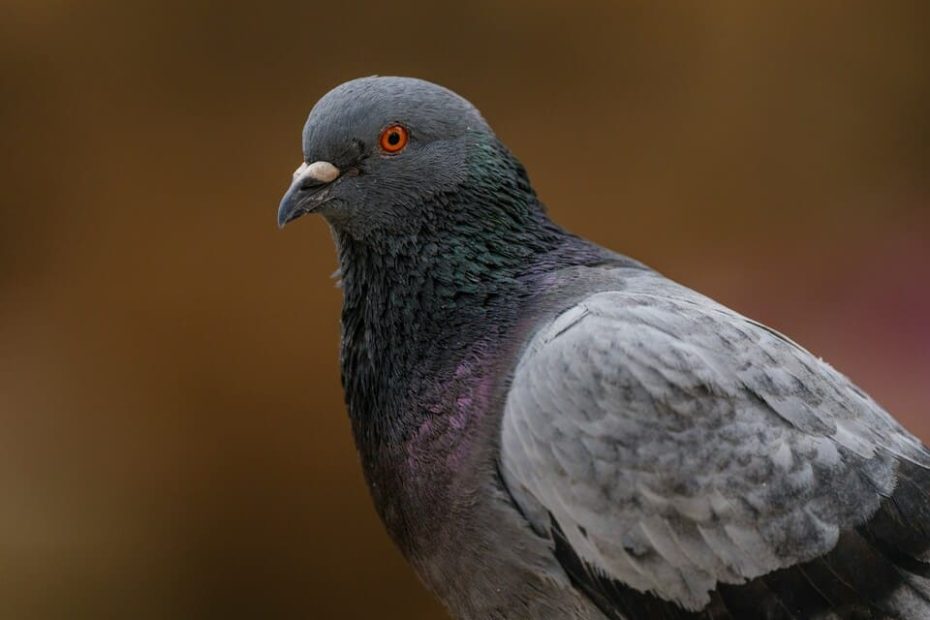 comment nourrir un pigeon adulte ?