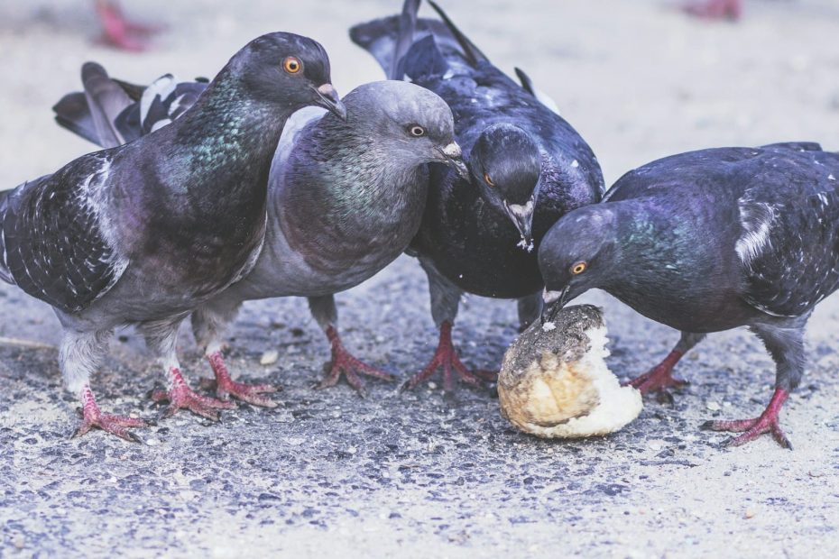 comment nourrir un pigeon