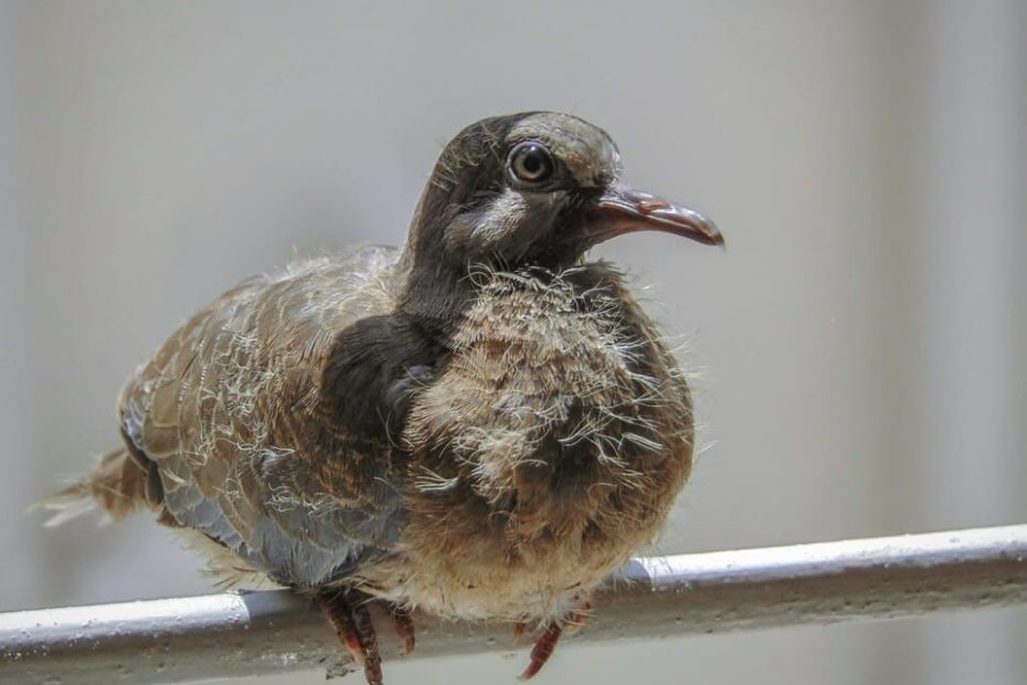 comment nourrir un pigeonneau