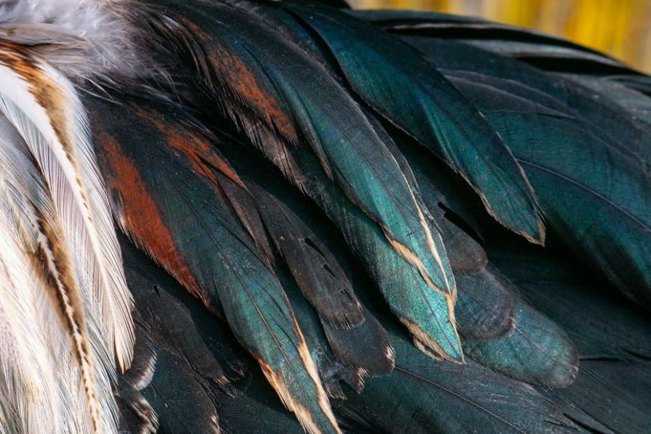 comment-se-debarasser-des-puces-au-poulailler