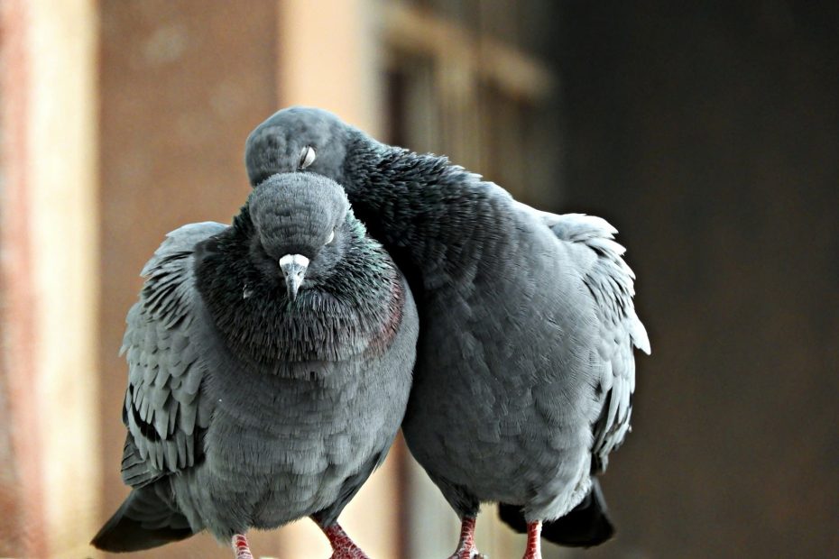 comment se reproduisent les pigeons