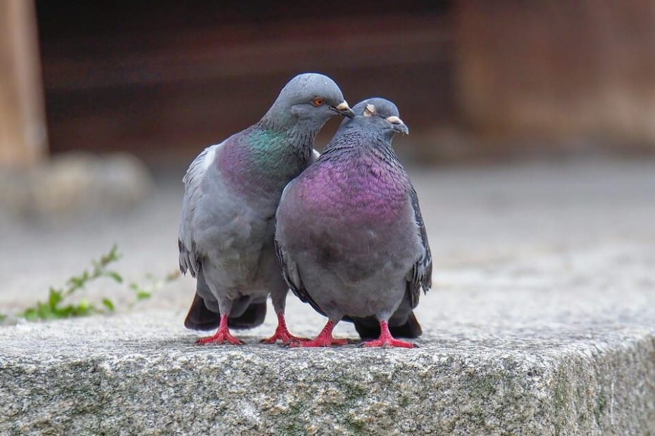 comment savoir si une femelle pigeon va pondre