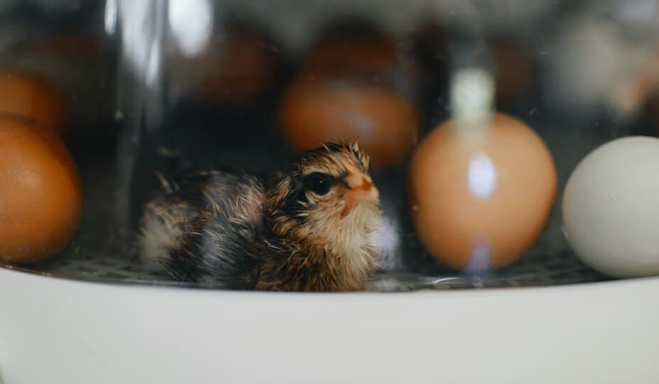 Quelle température pour couveuse pour poule ou coq ?