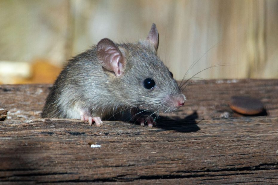 comment éradiquer les rats au poulailler