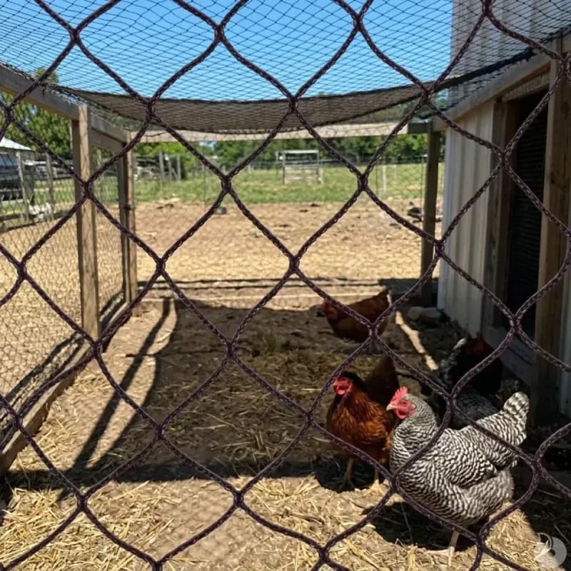 filet de volière pour sécuriser les poules face aux renards