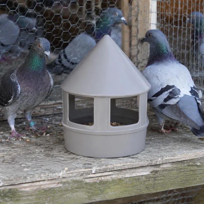 une mangeoire adaptée aux pigeons