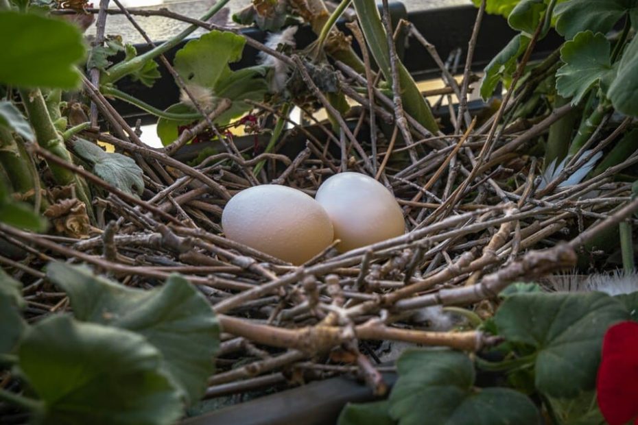 combien de temps un pigeon couve ses oeufs ?