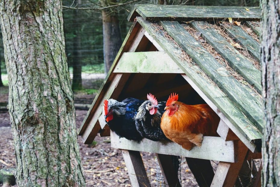 petit poulailler en bois pas cher pour deux poules