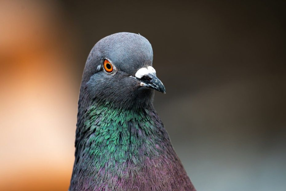 combien de temps couve un pigeon ramier ?