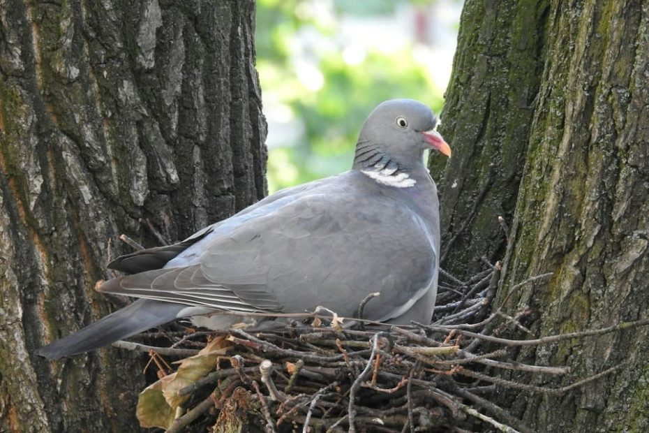combien de temps couve un pigeon ?