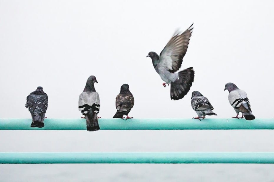 un groupe de pigeons mâle ou femelle