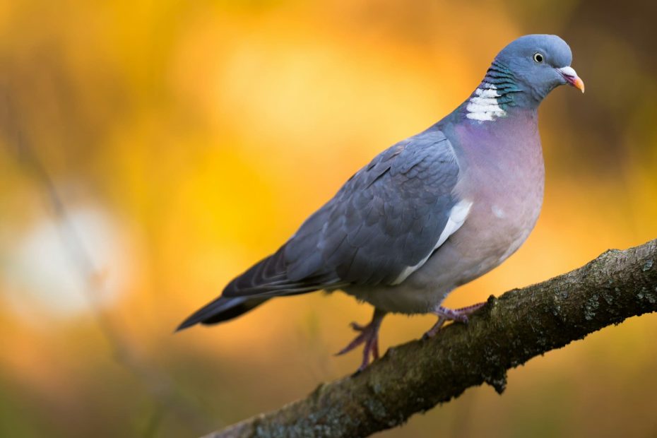 que mange le pigeon ramier