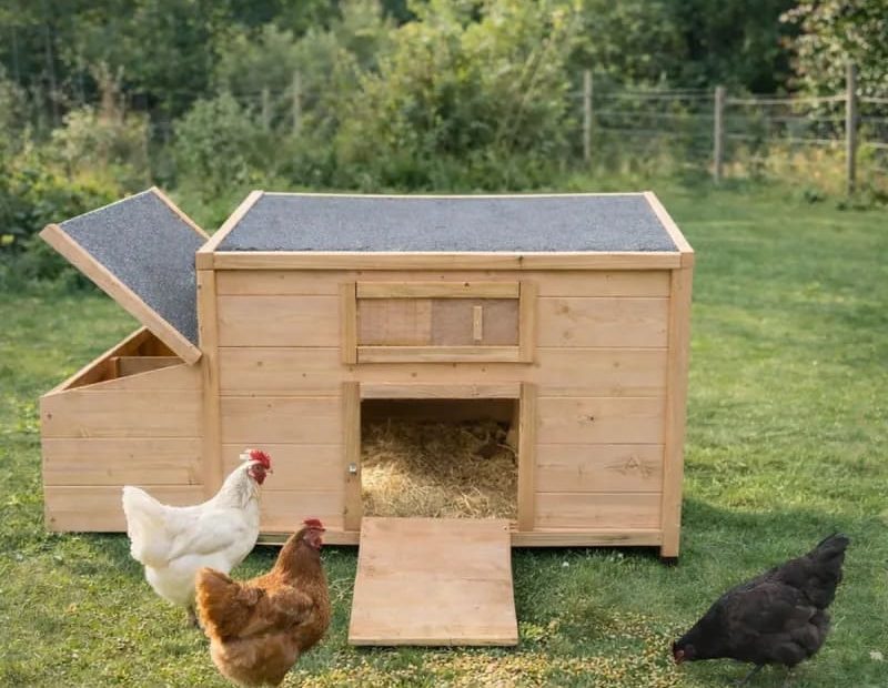 comment nettoyer un poulailler en bois