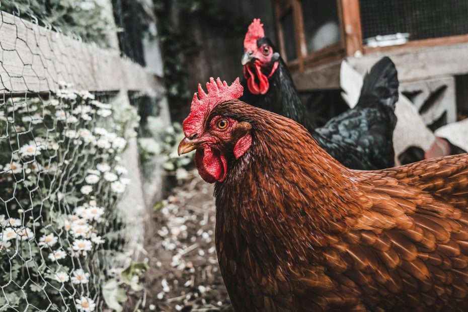 comment faire un poulailler pour vos poules