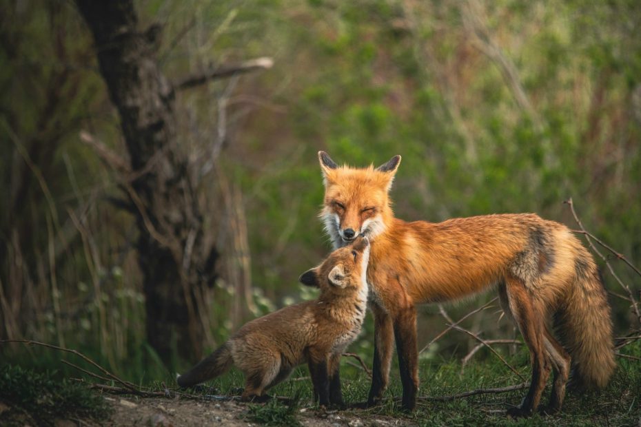 comment protéger un poulailler des renards