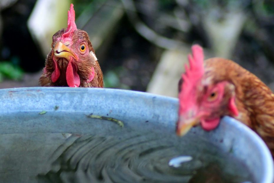 installation d'un abreuvoir automatique pour les poules