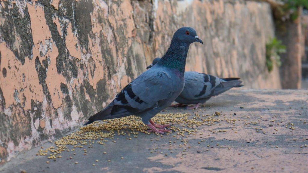 ou acheter de l'alimentation pour pigeon ?