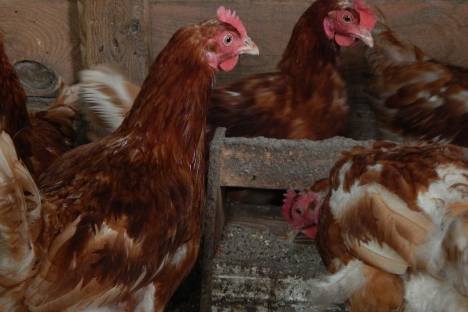 combien de m2 par poule faut-il ?