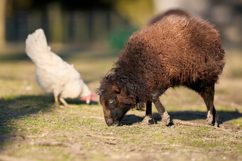 elever des poules, des moutons, des boeufs...