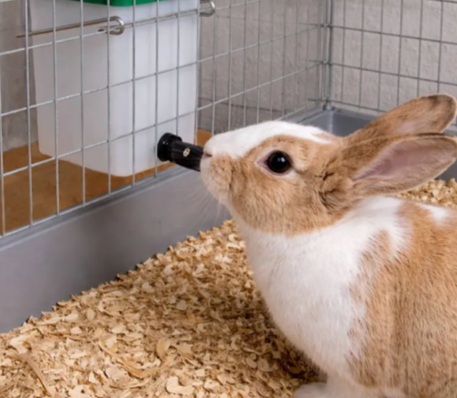 Quel abreuvoir automatique pour un lapin dans un clapier ?