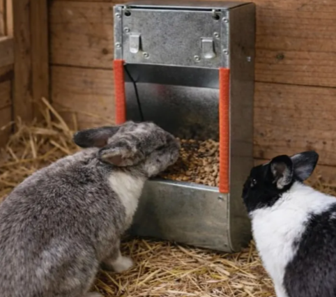 Quelle mangeoire pour un lapin dans un clapier ?