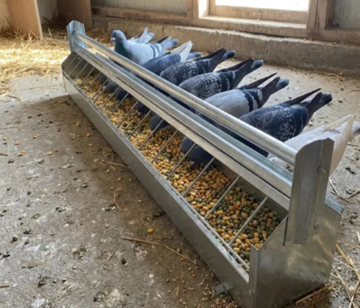 Quelle mangeoire pour pigeons anti-gaspillage ?