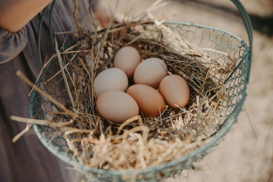 oeufs de poule fraichement pondus