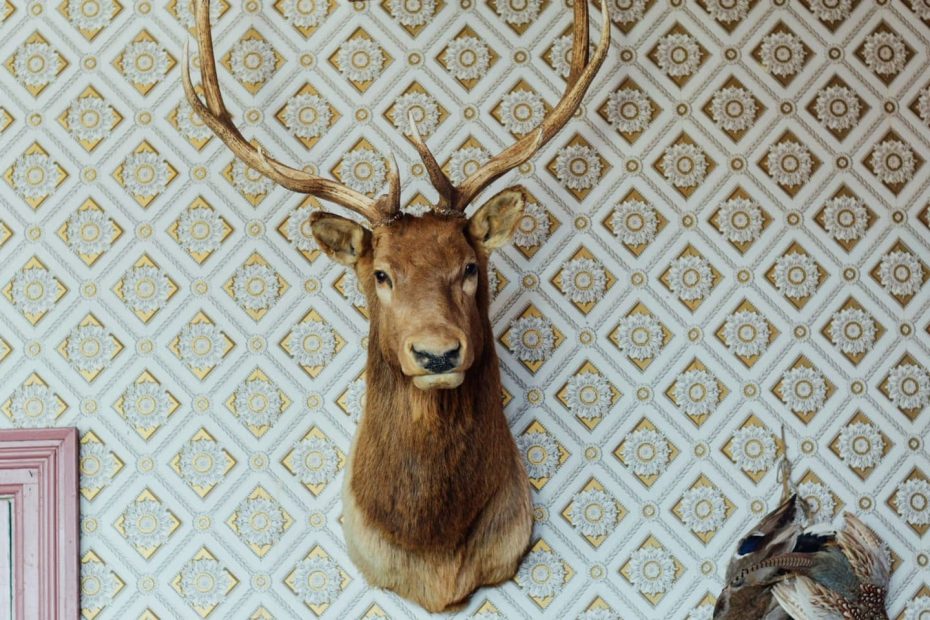 trophee de chasse tete de cerf
