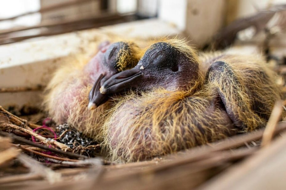 que mange un bébé pigeon ?