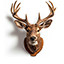 Taxidermie