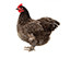 Elevage poules