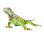 N.A.C Nouveaux Animaux de Compagnie