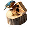 Oiseaux des jardins