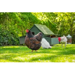 Toutes nos offres poulaillers