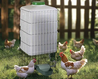 Abreuvoirs poule