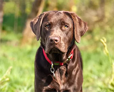 Collier pour chien