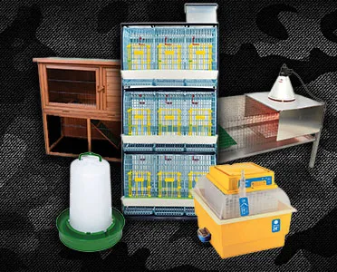 Black Friday - Elevage