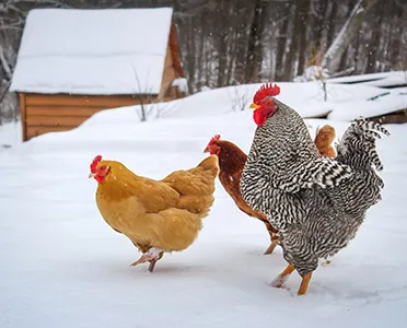 Indispensables Elevage