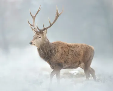 Indispensables chasse