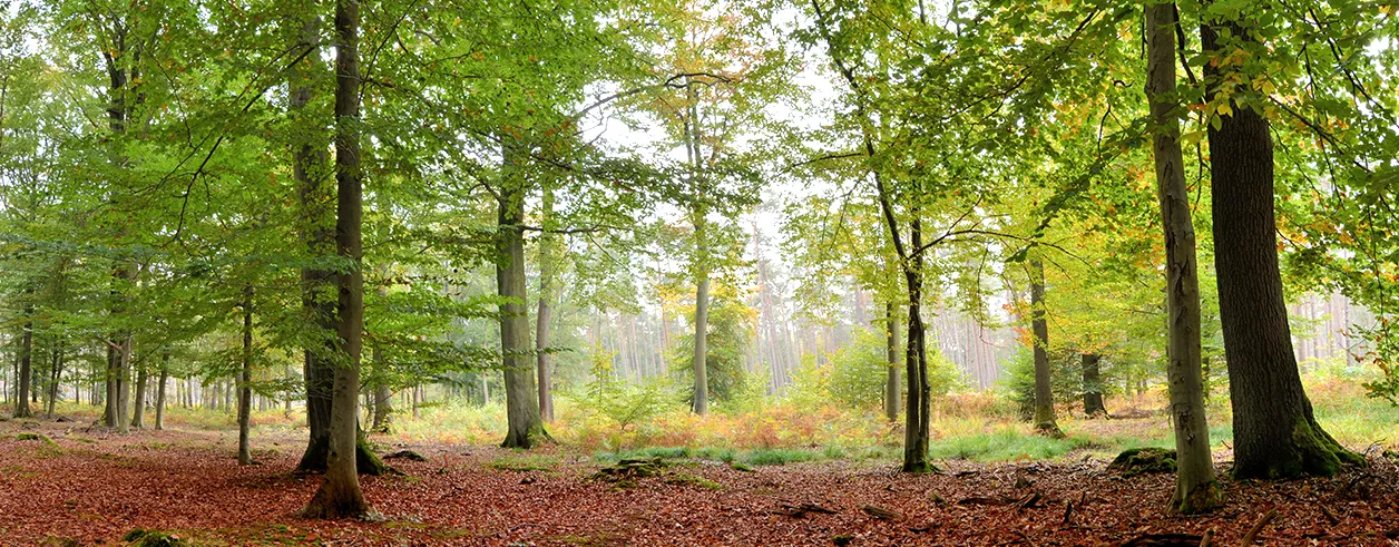Tout le matériel du chasseur
