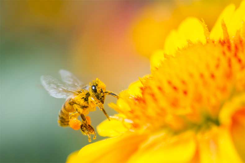 l'apiculture pour récolter le miel