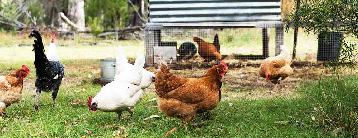 ¨Poulailler avec des poules