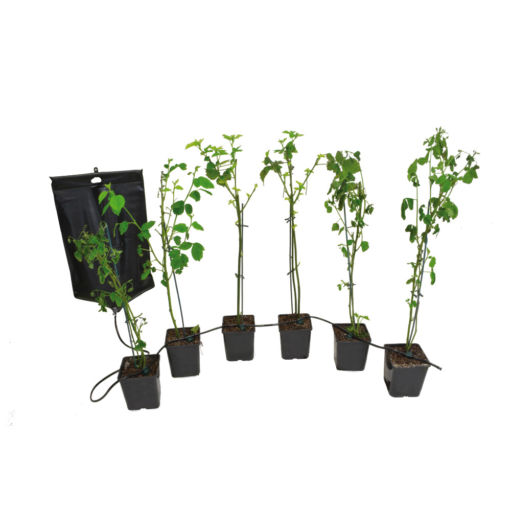 Kit d'arrosage pour 6 plantes avec réservoir