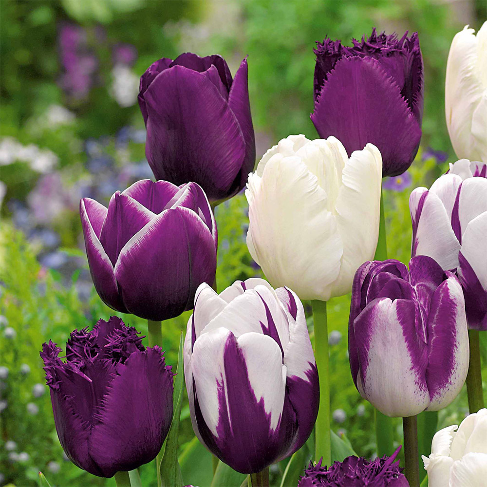 12 Tulipes En M lange Mauve blanc Ducatillon